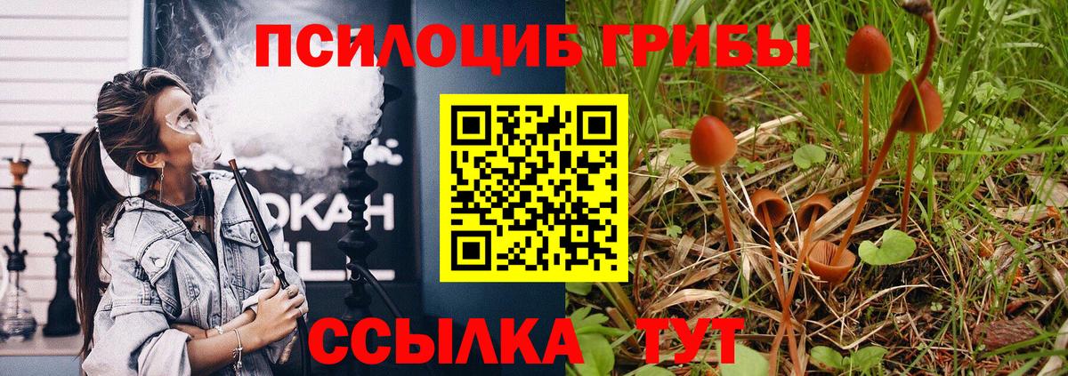 Псилоцибиновые грибы Psilocybine cubensis Ишим